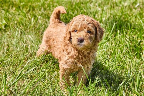 Mini goldendoodle – opis, charakter, pielęgnacja, porady praktyczne