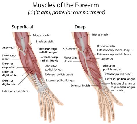 What causes tight forearms? - Pain Care Clinic LTD