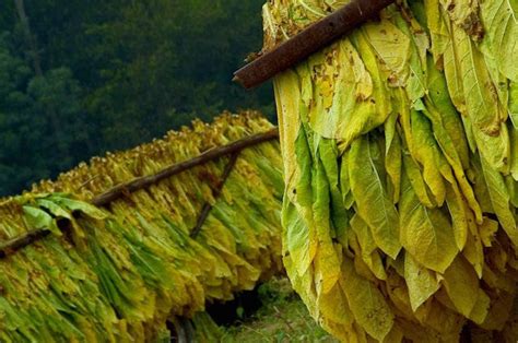 Tobacco: A Forgotten Healing Plant