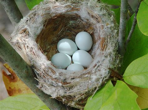 The Land Conservancy for Southern Chester County: Nesting Birds in July?