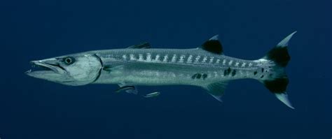 Do Barracudas Attack Humans?