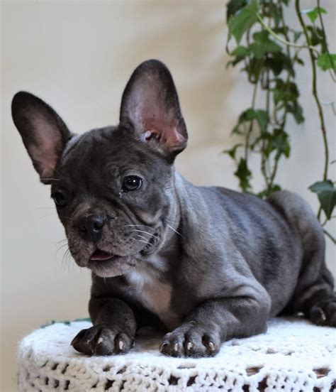 ICA Registered Frenchton Puppy For Sale Shiloh, OH Male- Archie – AC ...