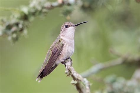 Black-chinned Hummingbird (Archilochus alexandri)