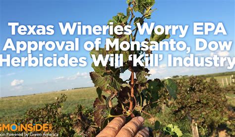 Texas Wineries Worry EPA Approval of Monsanto, Dow Herbicides Will ‘Kill’ Industry (EcoWatch ...