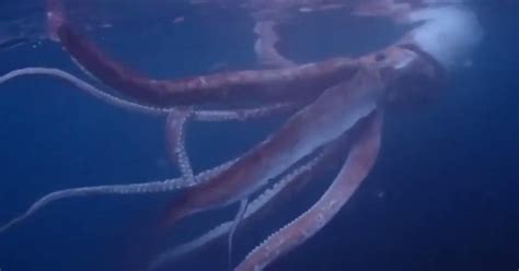 Encountering a 950-Pound Giant Squid is jаw-dropping!