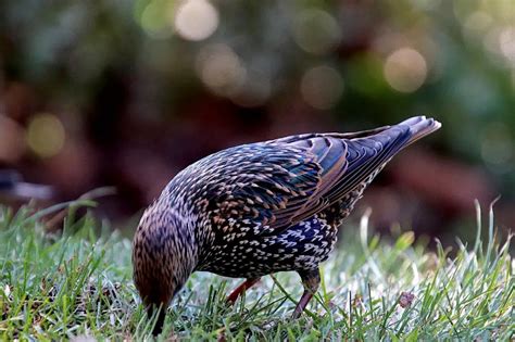 Do Starlings Live In Flocks? - Save The Eagles