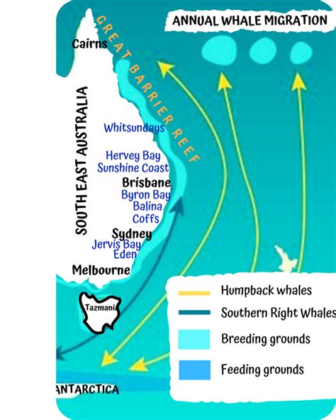 Humpback Whale Migration Guide - Ocean Life Education
