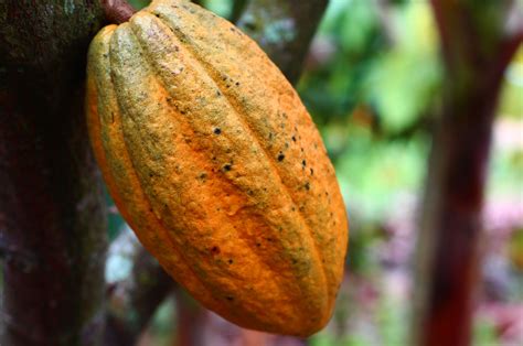 Amazon Rainforest Fruit | Photos & Info | Thinkjungle.com