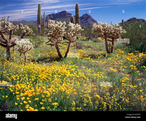 Sonoran Desert National Monument Wildflowers