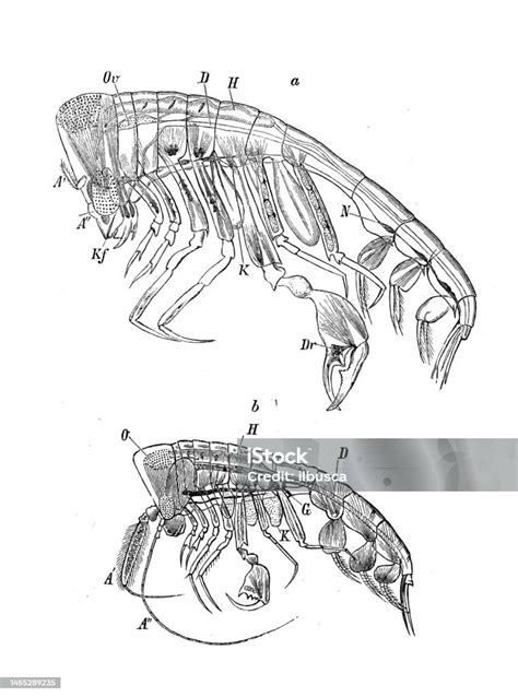 Antique Biology Zoology Image Phronima Sedentaria Stock Illustration ...