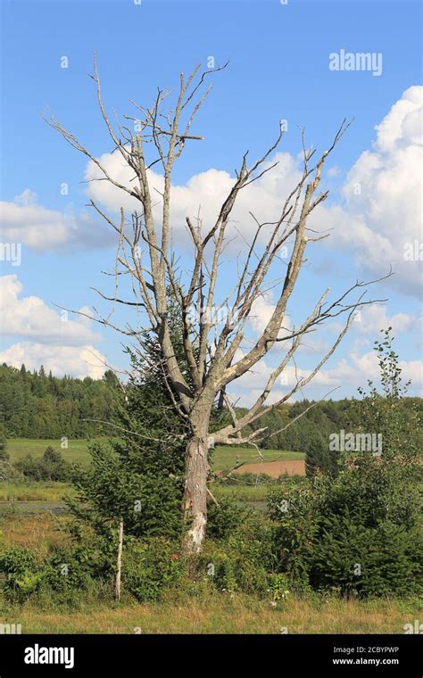 Maple tree canada hi-res stock photography and images - Alamy