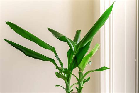 How to Grow Corn Plant (Dracaena) (2022)