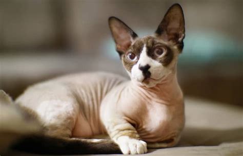 10+ Razas de Gatos Sin Pelo ¡Con Fotos!