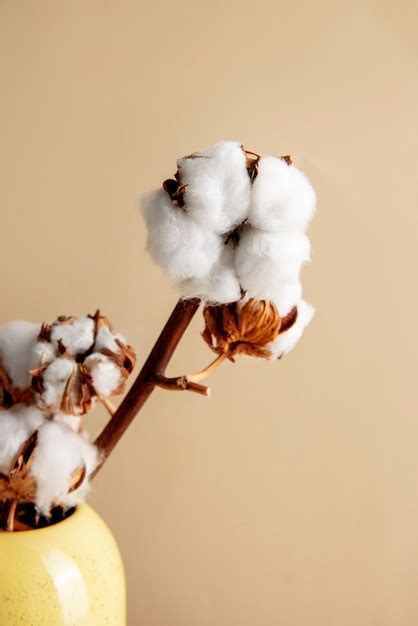 11,000+ Cotton Plant Care Tips Pictures