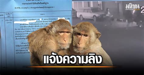 Monkey attack in Lopburi: Woman reports theft and injury caused by aggressive monkeys - News ...