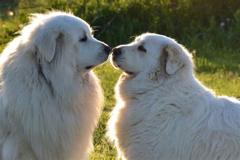 Pyreneese Berghond: Dit moet je weten - Alles over honden