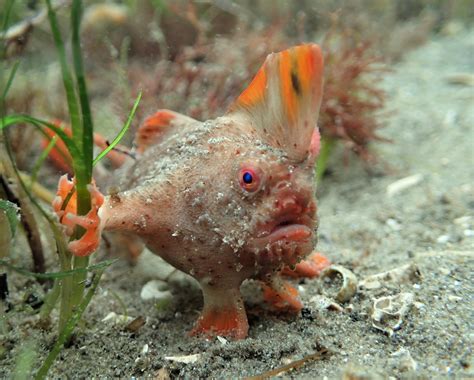 Vital funding partnership announced to save Red Handfish from extinction | University of Tasmania