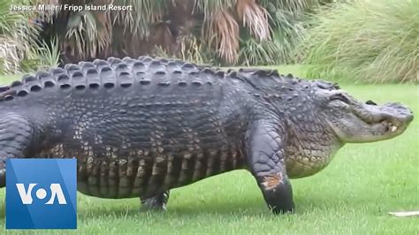 23 Foot Crocodile : Saltwater Crocodile Wildlife Animal Pedia Wiki ...