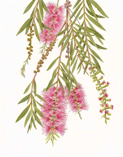 Botanical Art - Holiday Sketching: Bottlebrush Painting | Botanical ...