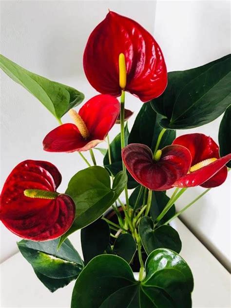 Anthurium Plant Care