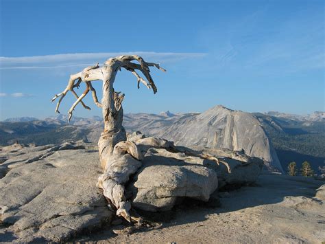 Yosemite Landmarks: The Iconic Jeffrey Pine of Sentinel Dome | Scenic ...