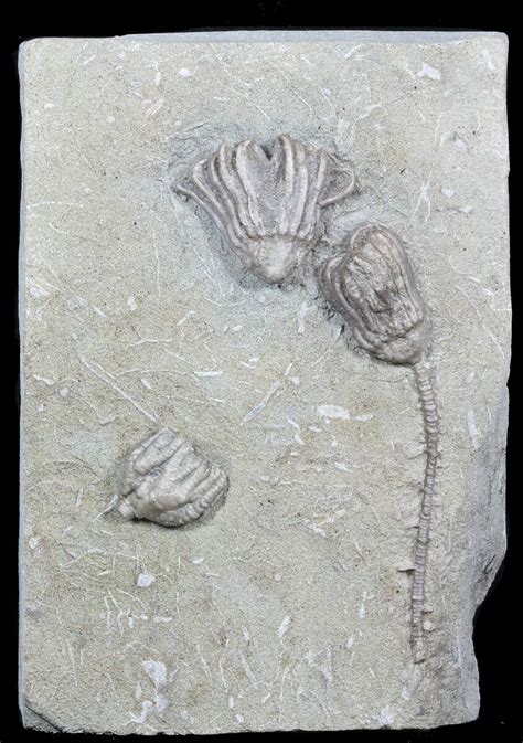 Multiple Dizygocrinus Crinoid Fossil - Warsaw Formation, Illinois ...