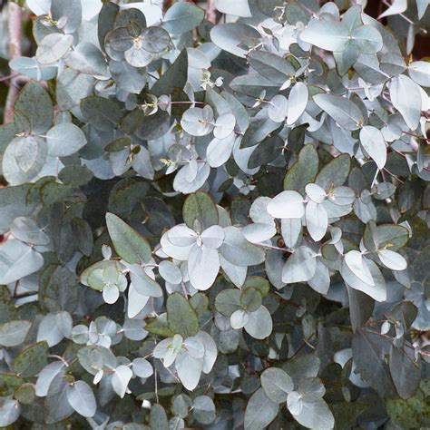 Eucalyptus gunnii EUCALYPTUS SILVER DROP – Ferri Seeds