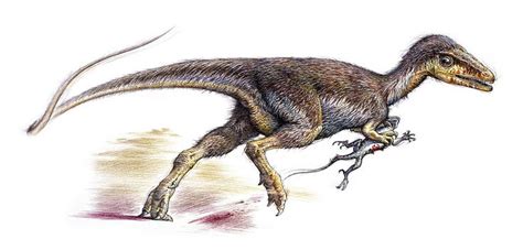 Sinosauropteryx prima by John Sibbick | Feathered dinosaurs ...