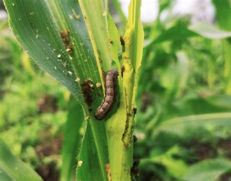 How to Get Rid of Armyworms in the Garden