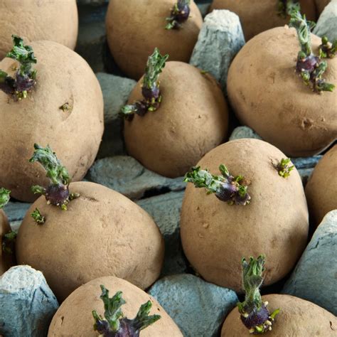 Planting your seed potatoes! | UpCountry Garden Centre & Bakehouse