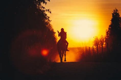 Young man riding horse in sunny forest · Free Stock Photo