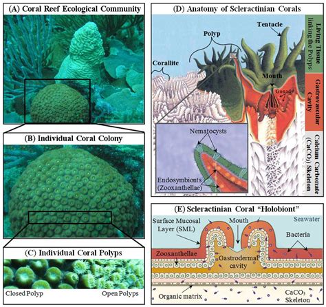 Anatomy Of Coral - Anatomical Charts & Posters