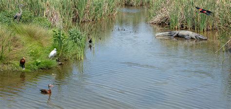 South Padre Island Birding – Karen Kratz