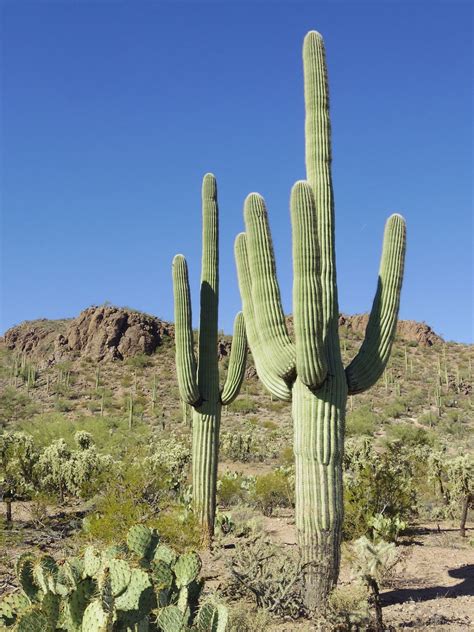 Giant Sonoran Desert Cactus Saguaro Carnegiea gigantea - 25 Seeds