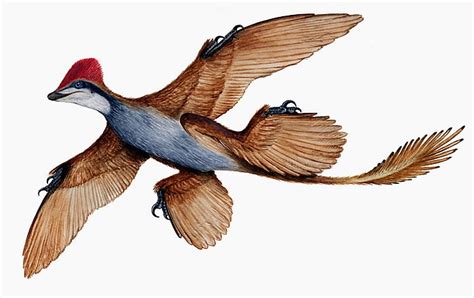 Microraptor Pictures & Facts - The Dinosaur Database