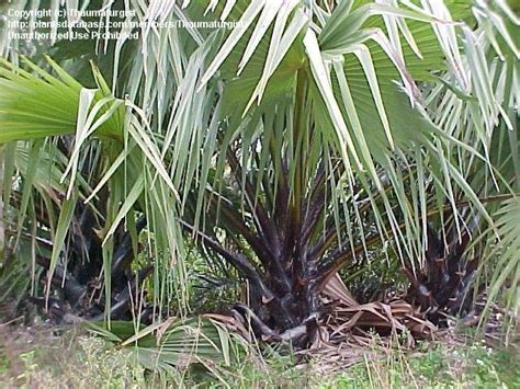 PlantFiles Pictures: Borassus Species, African Palmyra Palm, Borassus ...