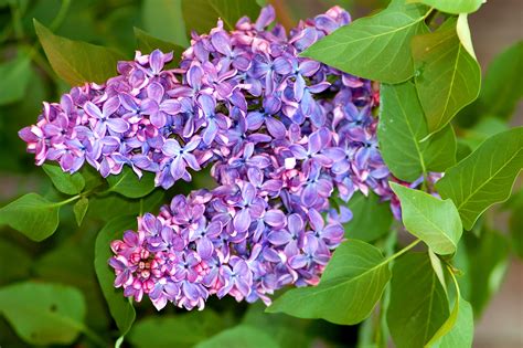 Lilac Bushes: Growing Tips for a Fragrant Shrub