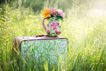 Free photo: summer still-life, garden, outdoors, flowers in pot, summer patio, flower, summer ...