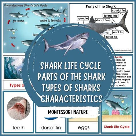 Parts of the Great White Shark Life Cycle Facts Pack - Montessori ...