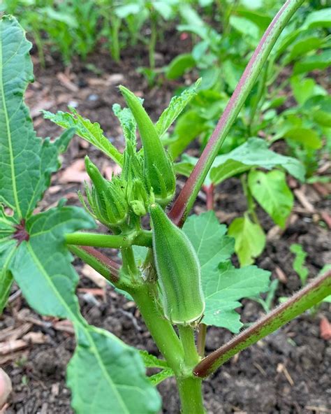 Clemson Spineless Okra Seeds