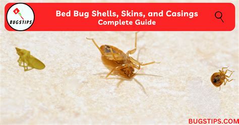 Bed Bug Shells, Skins, and Casings| Complete Guide - BugsTips