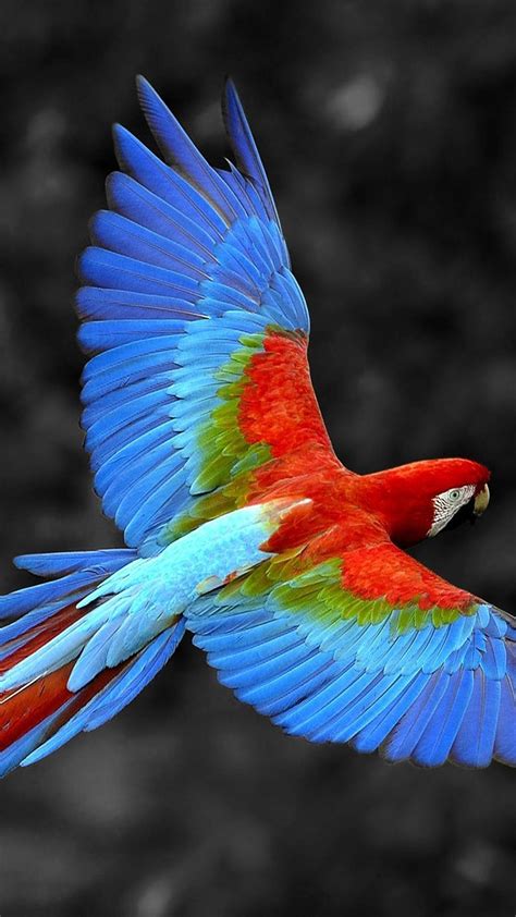 Parrot iPhone Wallpapers - 4k, HD Parrot iPhone Backgrounds on WallpaperBat