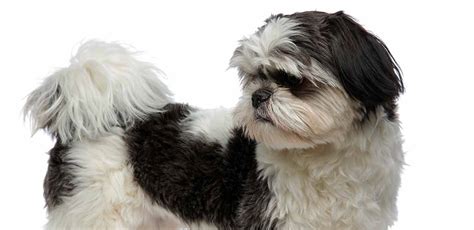 Black and White Shih Tzu - Is This Color Better Than The Rest?