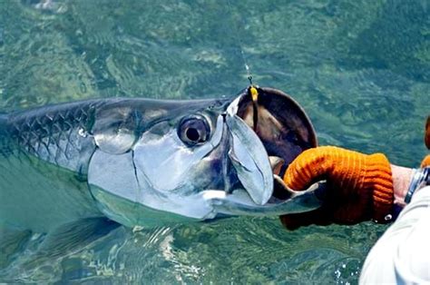 Tarpon – "OCEAN TREASURES" Memorial Library