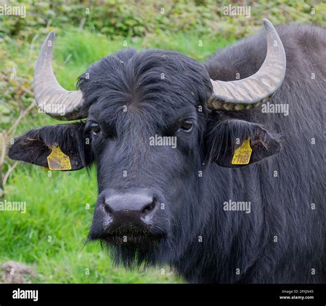 italian mediterranean buffalo or Bufala Mediterranea Italiana close up ...