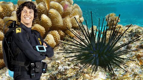 Andy's Aquatic Adventures : ABC iview