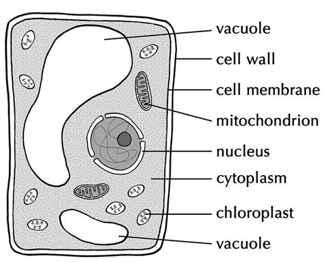 Difference Between Vacuoles and Vesicles | Compare the Difference Between Similar Terms