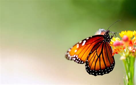 Butterfly And Flower Wallpapers - Wallpaper Cave