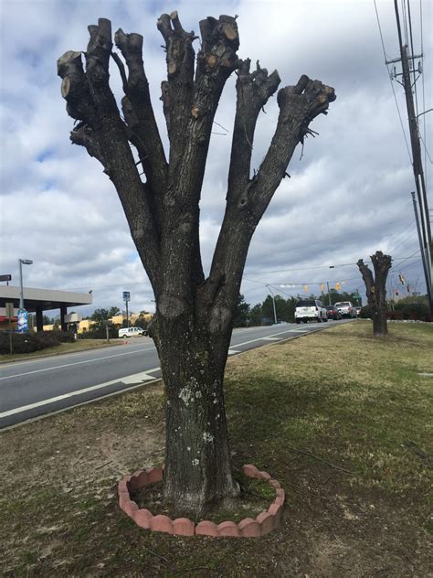 Topping Bradford Pear is a Bad Idea | Walter Reeves: The Georgia Gardener