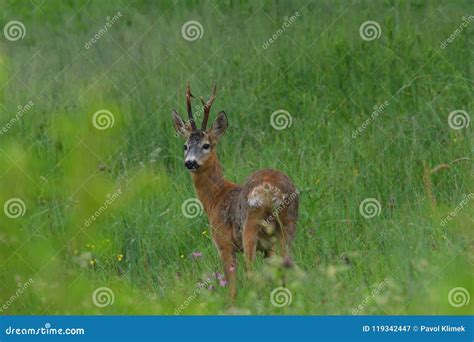 Roebuck with Antlers Watching in the Grass Stock Image - Image of cute, fawn: 119342447